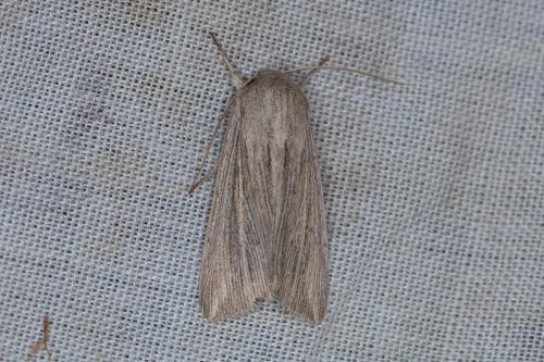 Mythimna riparia